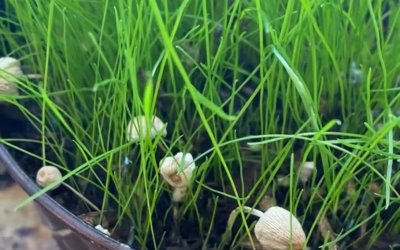 Grass Pots