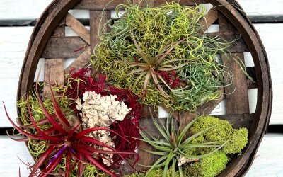 Air Plants